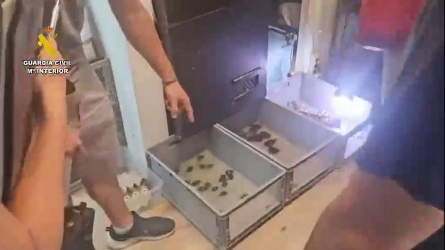 trafic animaux proteges reseau demantele gran canaria