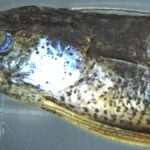 decouverte poisson bregmaceros atlanticus canaries