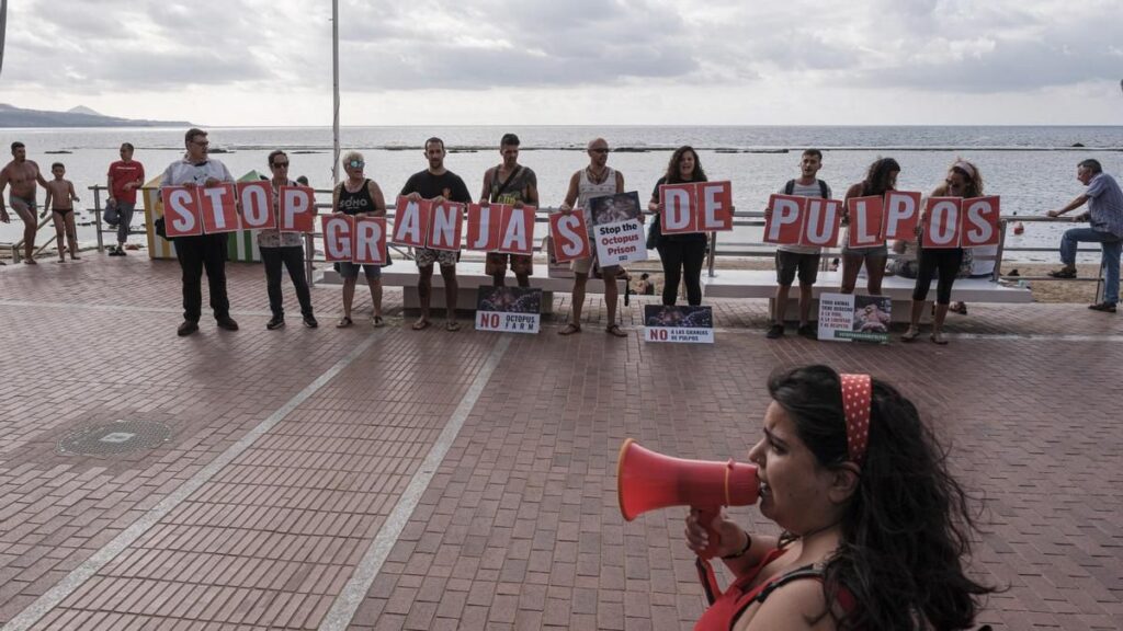 ferme poulpes projet abandonne las palmas