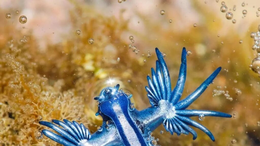 mysterieux dragon bleu glaucus atlanticus plage canaries