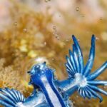 mysterieux dragon bleu glaucus atlanticus plage canaries