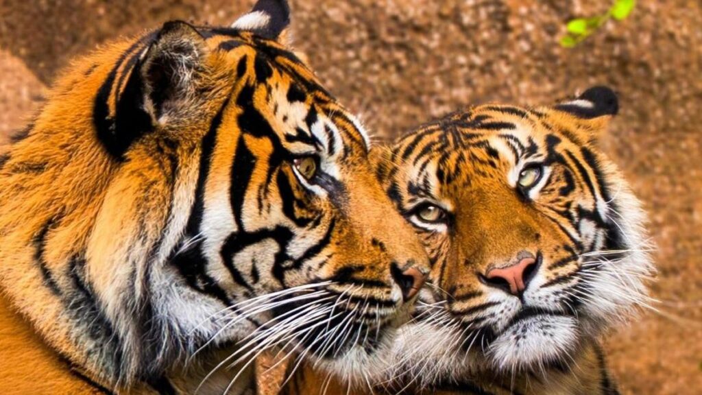 tigres sumatra arrivee tenerife loro parque conservation