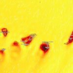 canaries alerte chaleur tenerife gran canaria aemet