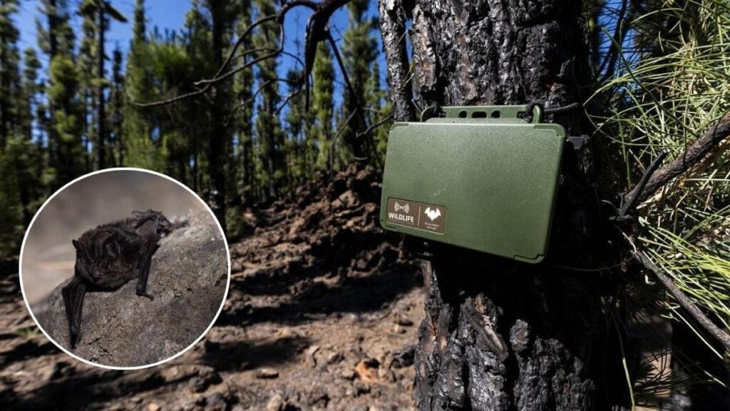 chauves souris tenerife renaissance foret