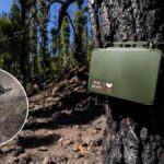 chauves souris tenerife renaissance foret