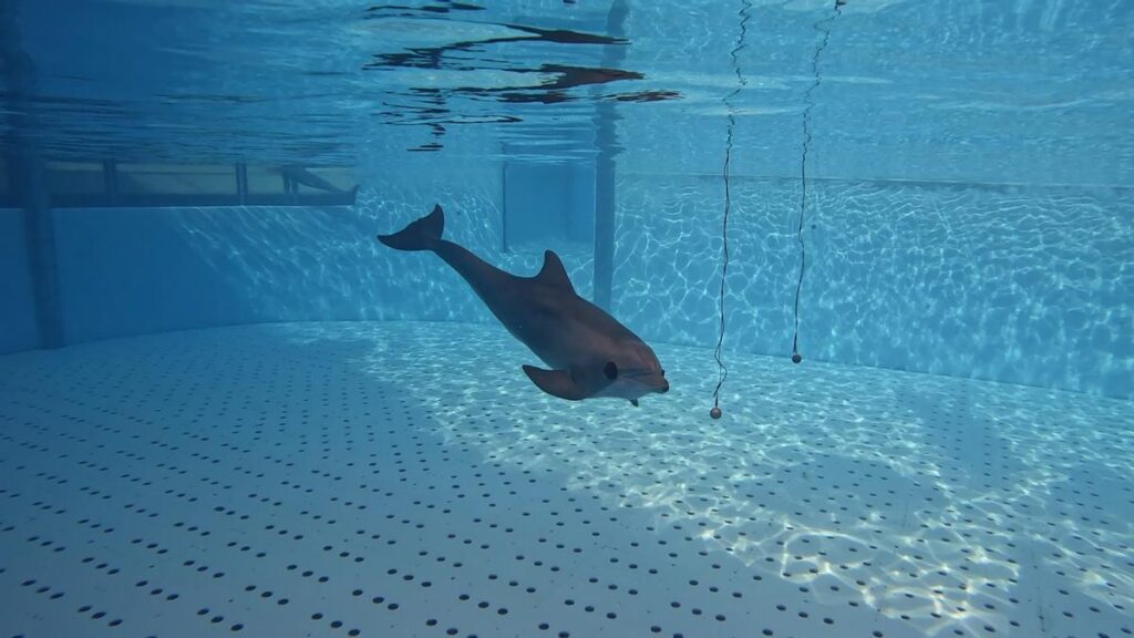 dauphins sonar echolocalisation loro parque