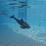 dauphins sonar echolocalisation loro parque