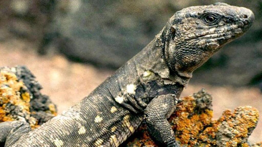 lezards canaries colonisation defie logique
