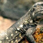 lezards canaries colonisation defie logique