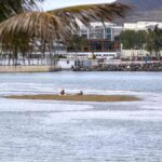 mareas del pino canaries septembre