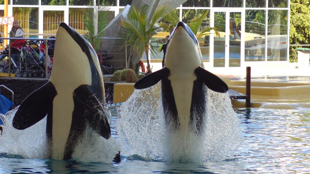 orques marineland transfert loro parque tenerife