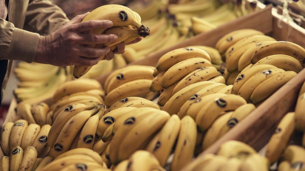 prix banane canaries aout 2026 recul