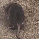rat plage maspalomas video virale gran canaria