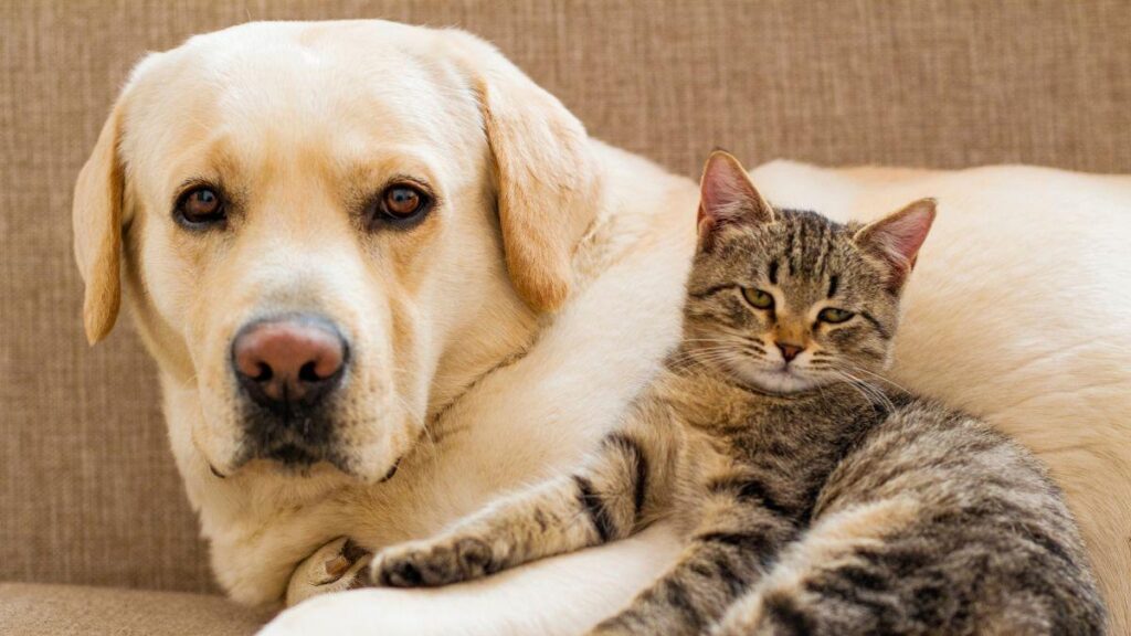 ue reglement bien etre animal chiens chats