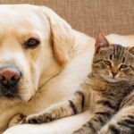 ue reglement bien etre animal chiens chats
