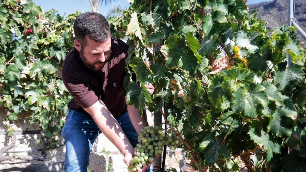 vendanges tenerife espoir vignobles valle guimar