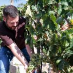 vendanges tenerife espoir vignobles valle guimar