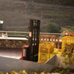 vendimia tenerife 2026 optimisme apres secheresse