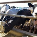 veto viande bresilienne canaries