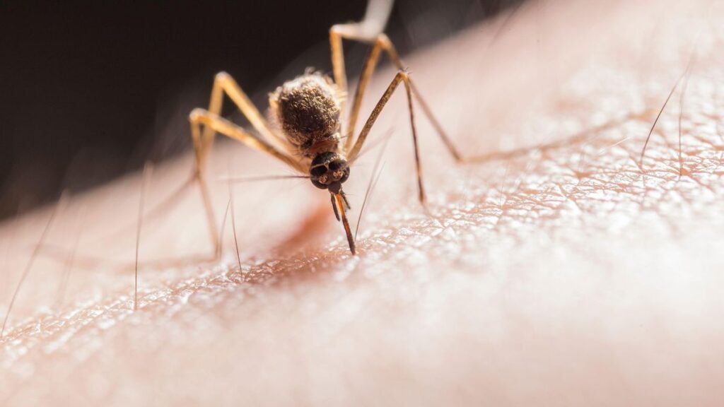 virus nil occidental canaries risque