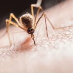 virus nil occidental canaries risque