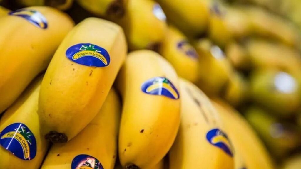banane canarias prix producteur record baisse