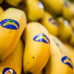 banane canarias prix producteur record baisse