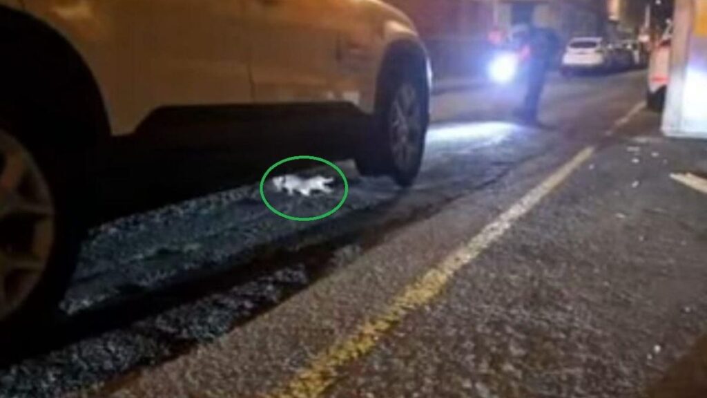 caiman sous voiture las palmas