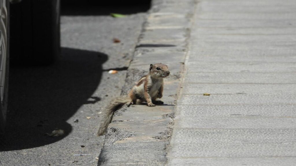 espece invasive lanzarote ardilla moruna
