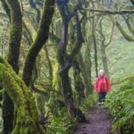 forets canaries stockent carbone etude