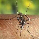 moustique tigre detecte gomera valle gran rey