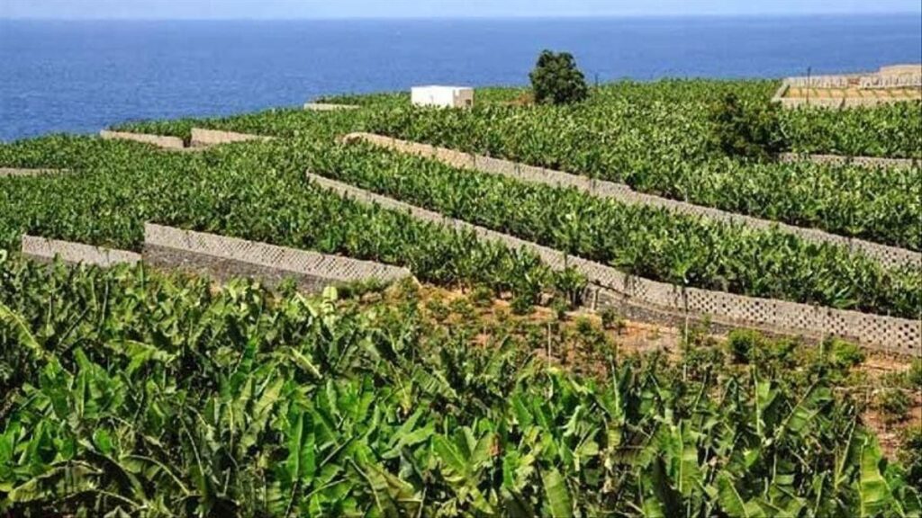prix banane canaries reprise crise estivale