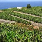 prix banane canaries reprise crise estivale
