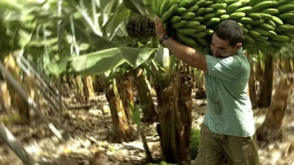prix platano canaries semaine 35 record bas