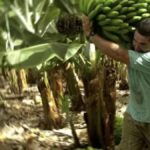 prix platano canaries semaine 35 record bas