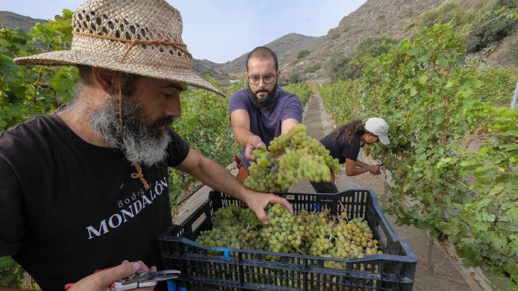 vins canariens droits douane americains