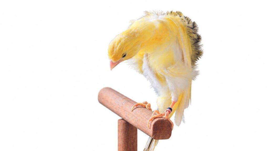 canari serinus canaria origine iles canaries