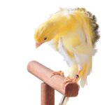 canari serinus canaria origine iles canaries