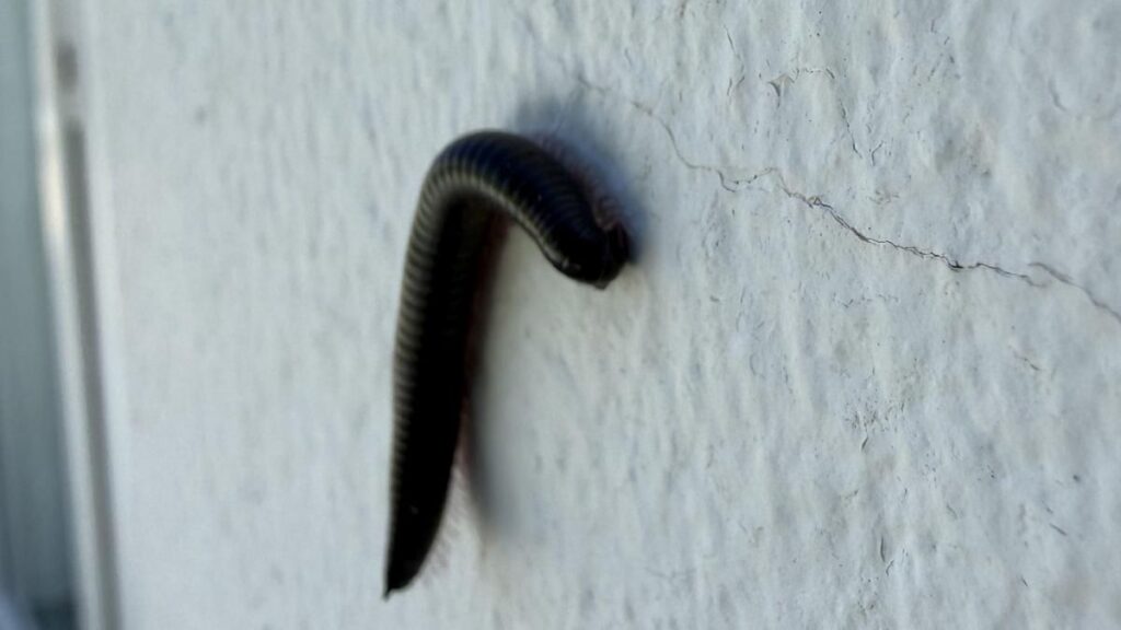 el hierro invasion mille pattes el pinar