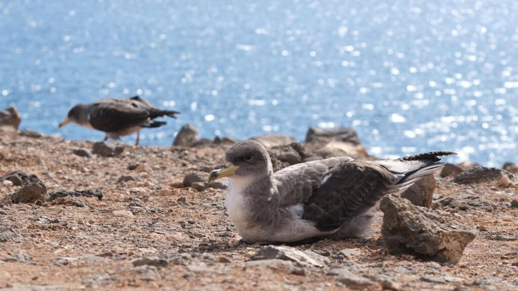 fuerteventura protection puffins cendres