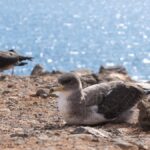fuerteventura protection puffins cendres