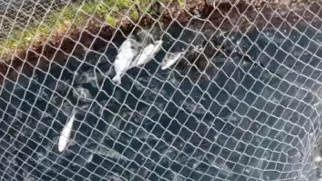 greenpeace cages melenara gran canaria