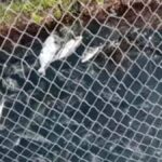 greenpeace cages melenara gran canaria