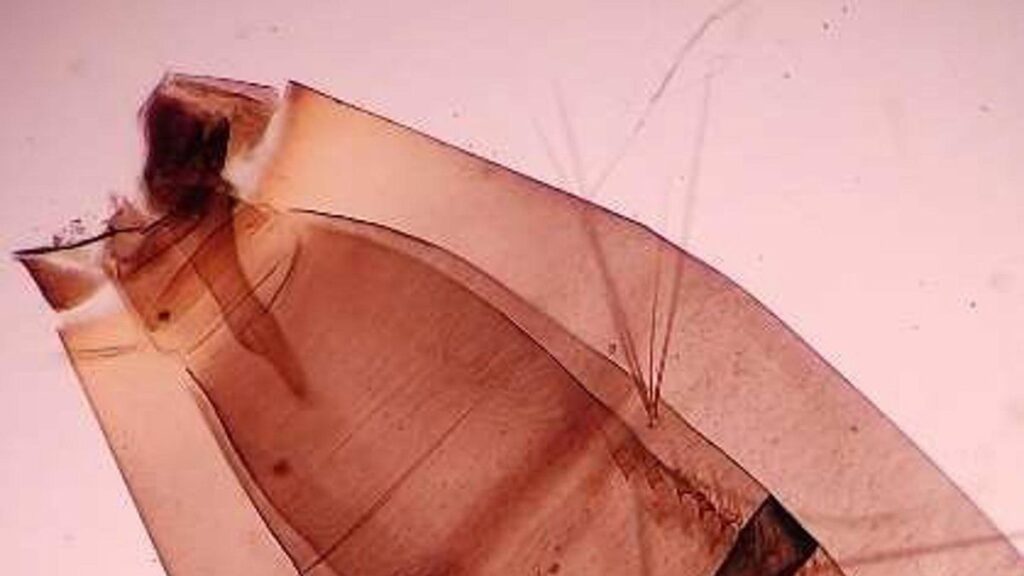 moustique aedes aegypti mogan gran canaria