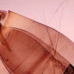 moustique aedes aegypti mogan gran canaria