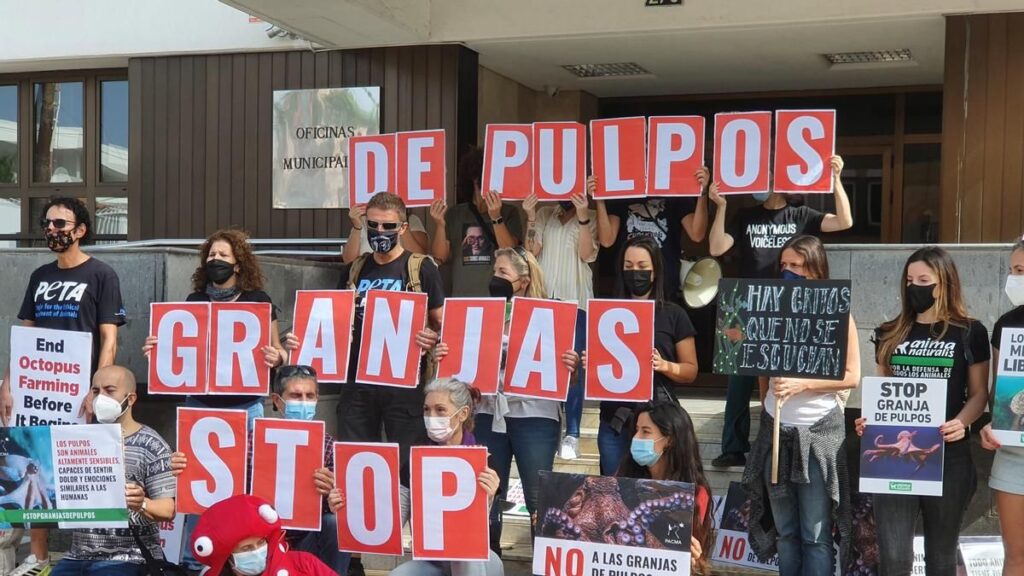 nueva pescanova renonce ferme poulpes las palmas