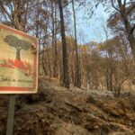 tenerife psoe prevention incendies coupes cabildo